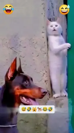 Kucing Anjing Lucu