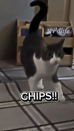 Funny British cat