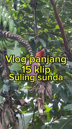 Vlog