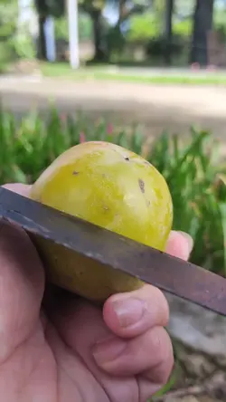 Mẩu cắt hoa quả cuôn