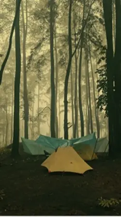 Pine forest