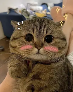 Cute cat