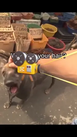 peruvian dog