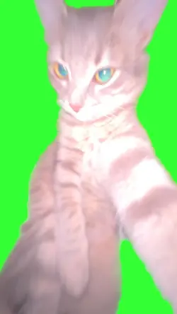 cat meme tiktok