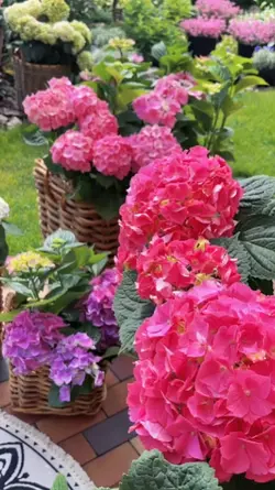 beautiful flower 