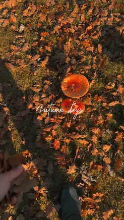 Autumn days 
