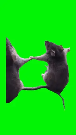 Funny greenscreen 
