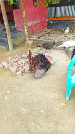 pigeon 