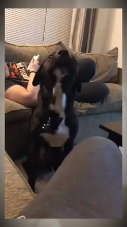 dog dance