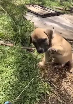 Puppy saying hi