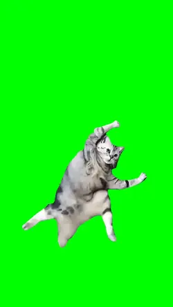 The Karate Cat 