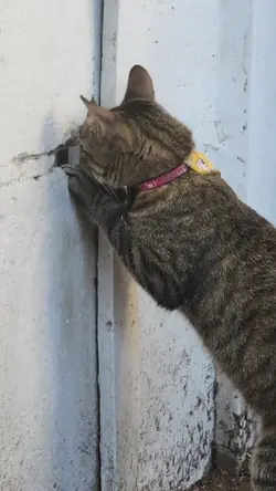 Kelakuan kucing 