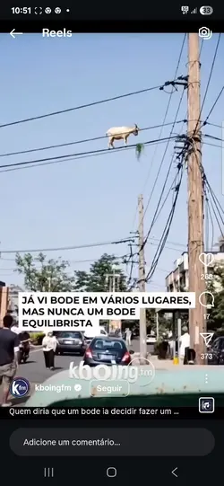 meme cabra