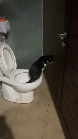 Kucing