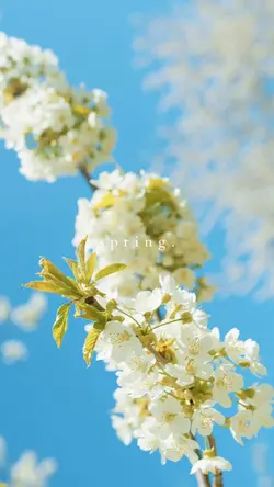 Spring