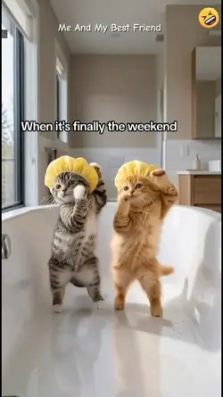 Dance cat. 