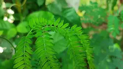 sinematik daun