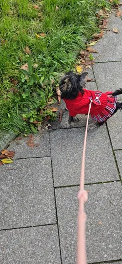 Schöne Wetter