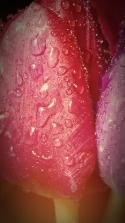 red rose