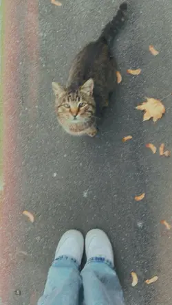 Nyawiji estetik 