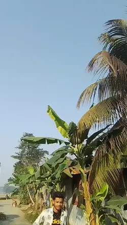 Sylheti fua ami