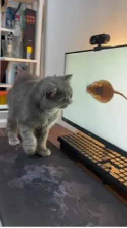 nangkap tikus