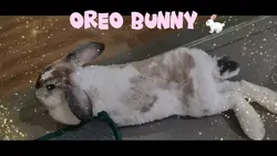 Oreo Bunny