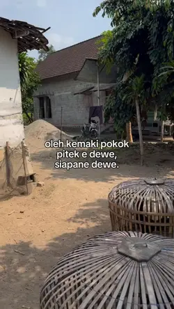 story ayam 