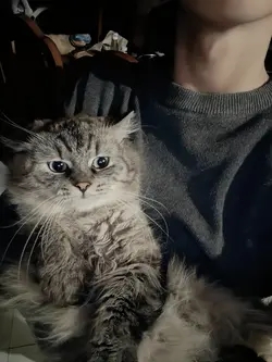 aesthetic cat