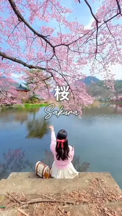 Sakura | Spring