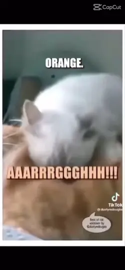 Funny cat video