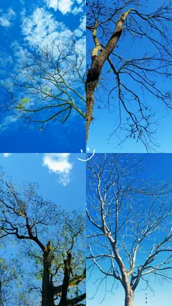 Bluesky
