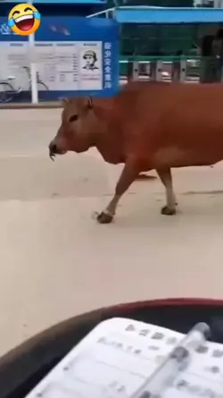 Sapi Aneh