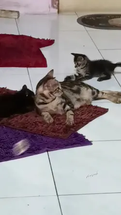 kitten lasak