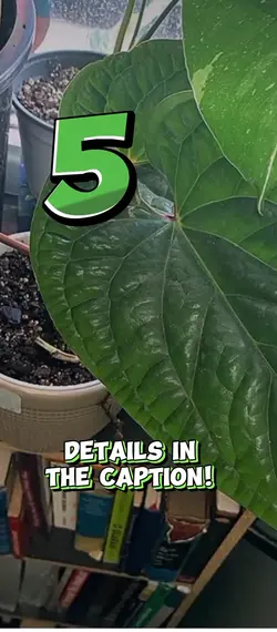 March plant!