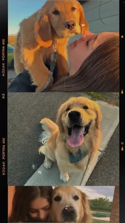 My dog