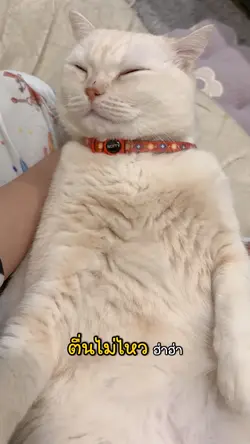 แมวตื่นไม่ไหว