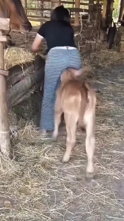 Kambing Nakal