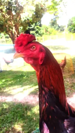 ไก่ชน