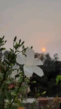 mẫu 1 videos hmoob 