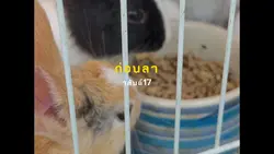 ก่อนลา|วสันต์17