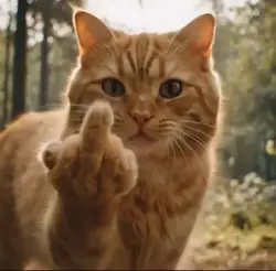 cat trend