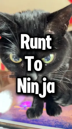 Runt to Ninja
