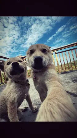 1 ảnh + Màu ig