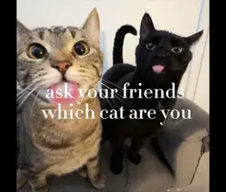 Which cat r u?? 😽😺