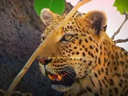 leopard edit