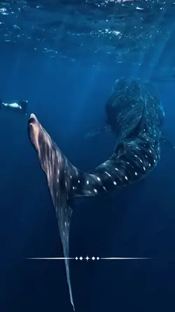 requin baleine