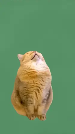 Sleeping cat 
