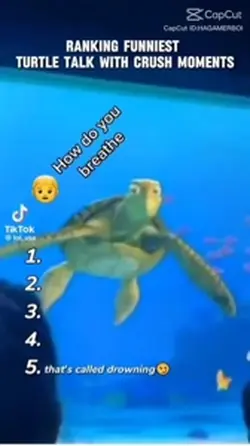 Funny turtle talk