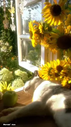 🐱🌻🌻
